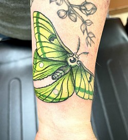 Lunar moth